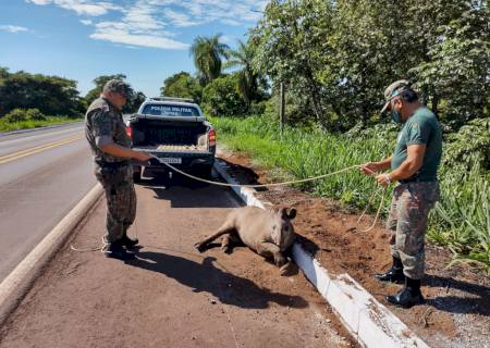 Após ser atropelada, anta é resgatada por policiais na BR-262