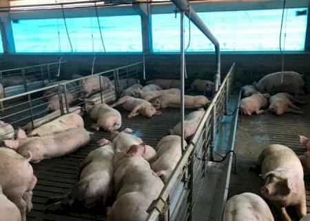 Suinocultura: Produção cresceu 70% em seis anos no MS