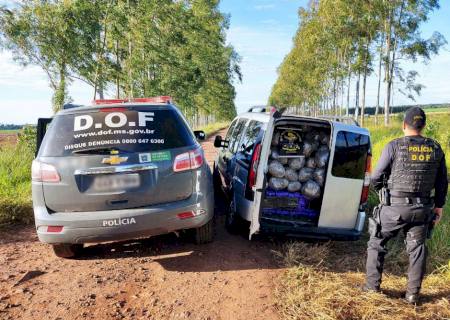 Veículo roubado em São Paulo foi recuperado pelo DOF com quase 1,5 ton de maconha