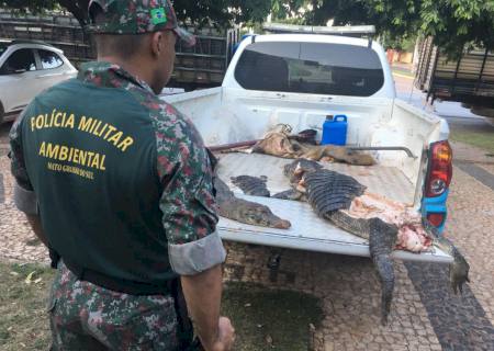 Caça ilegal: Polícia Ambiental em Bonito apreende dois jacarés e um javali abatidos em leito de córrego