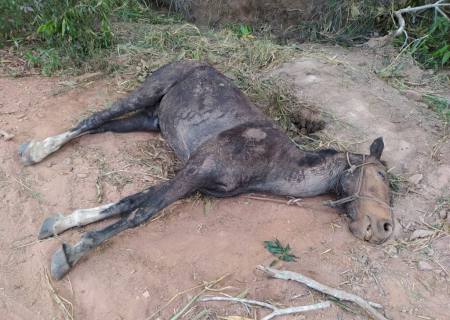 Polícia Ambiental prende e autua infrator por maus tratos a um cavalo ao deixá-lo morrer dentro de uma valeta