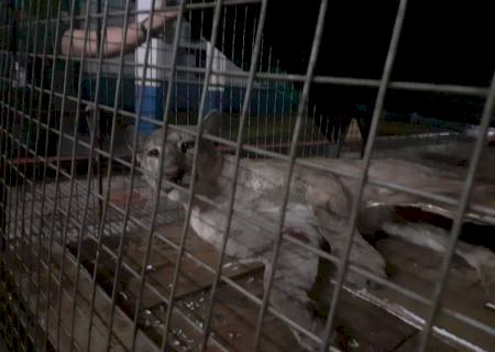 Onça-parda atropelada na região de Caarapó é resgatada pela Polícia Ambiental