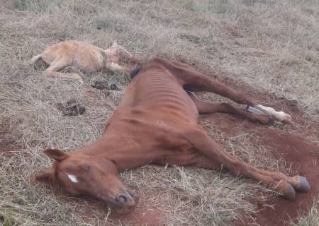 Dono deixa égua e filhote morrerem sem água e comida em Amambai
