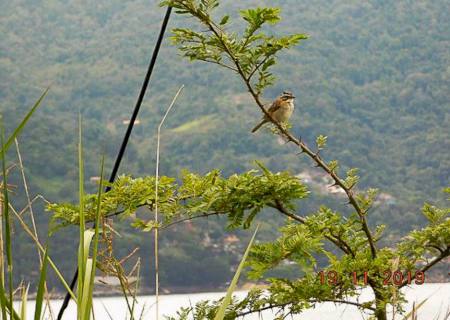 Brasil passa a fazer parte do Protocolo de Nagoia sobre biodiversidade