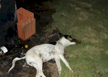 Polícia Ambiental autua homem que carregou e matou cachorro do irmão por vingança depois de briga entre os dois