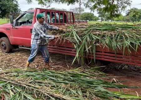 Doação de capiaçu da Agraer eleva produtividade e reduz custos de produtores de MS