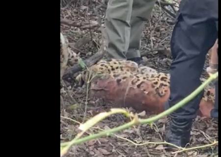 Vídeo: Polícia Federal investiga morte de duas onças pintadas e outros 18 animais no Pantanal