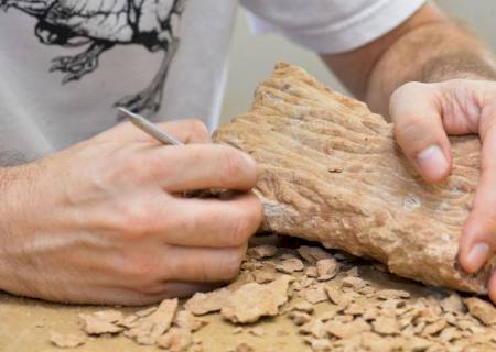 Dinossauros podiam viver no Ártico o ano inteiro, mostra estudo