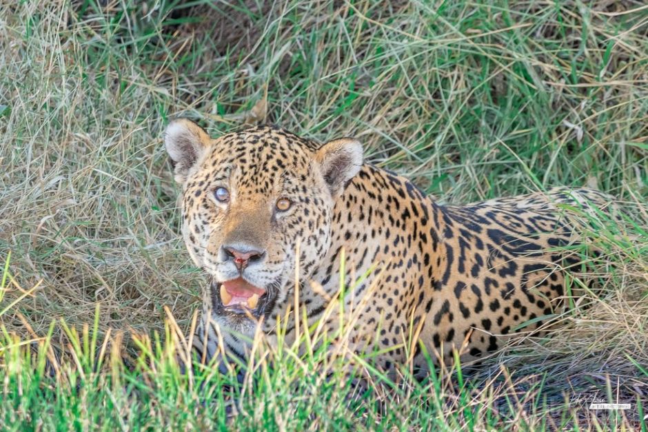 Onça é flagrada por turistas em trilha no Pantanal de MS