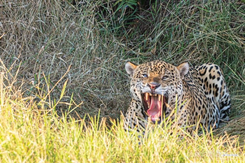 Onça é flagrada por turistas em trilha no Pantanal de MS