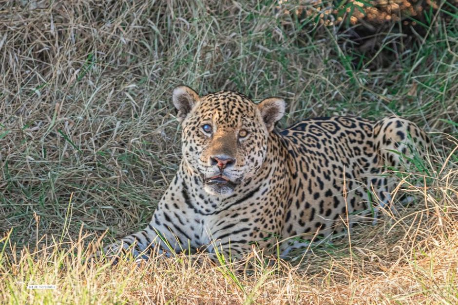 Onça é flagrada por turistas em trilha no Pantanal de MS