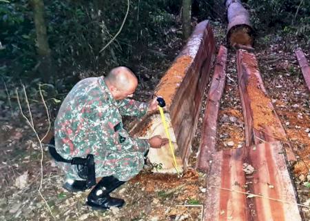 PMA de Naviraí autua em R$ 57,3 mil nove infratores por exploração ilegal de madeira