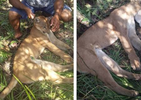 Vídeo: Capataz e dono de fazenda são multados após abate de onça em Santa Rita do Pardo