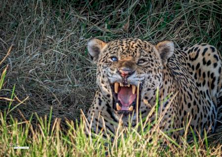 Onça é flagrada por turistas em trilha no Pantanal de MS
