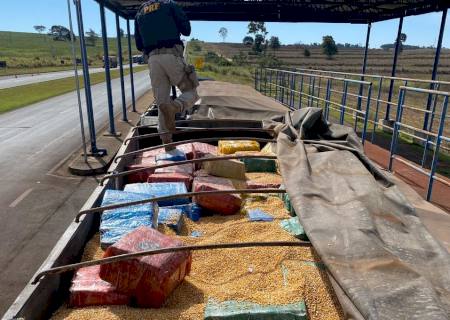 Vídeo: PRF apreende 13,8 toneladas de maconha sob carga de milho em Mundo Novo