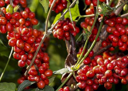 Portal de publicações científicas da Embrapa é mais acessado pelos EUA