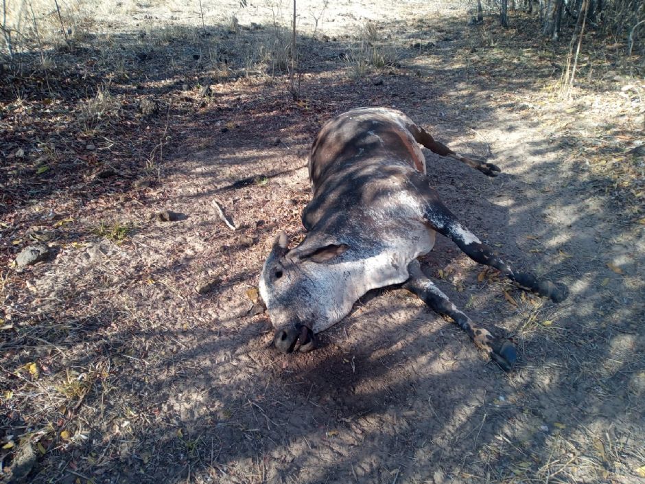 Vídeo: Polícia Ambiental autua segundo arrendatário por deixar gado sem alimento causando mortes de animais