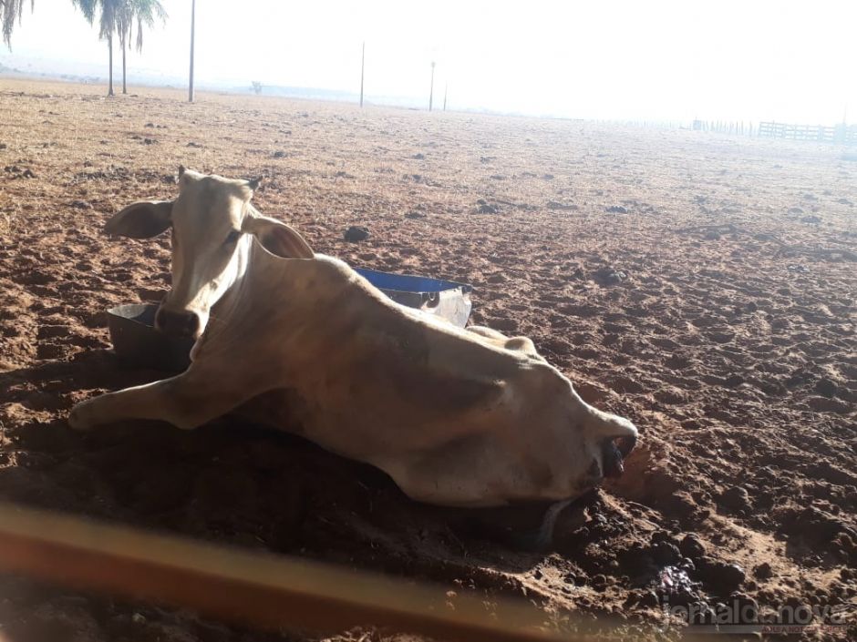 Vídeo: Polícia Ambiental autua segundo arrendatário por deixar gado sem alimento causando mortes de animais