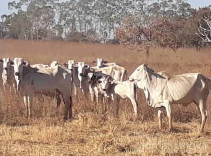 Vídeo: Polícia Ambiental autua segundo arrendatário por deixar gado sem alimento causando mortes de animais