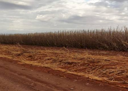 Polícia Ambiental autua fornecedor de cana para usina em R$ 193 mil por incêndio em palhada para colheita