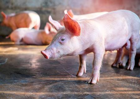 Influenza Suína está entre as principais pneumonias virais nas granjas