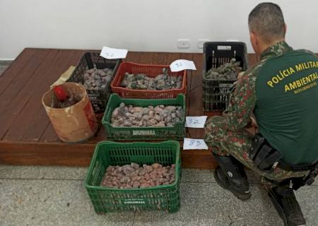 Vídeo: Flagrado com 229 filhotes de papagaios e araras no carro, casal é preso e multado em R$ 2,5 milhões