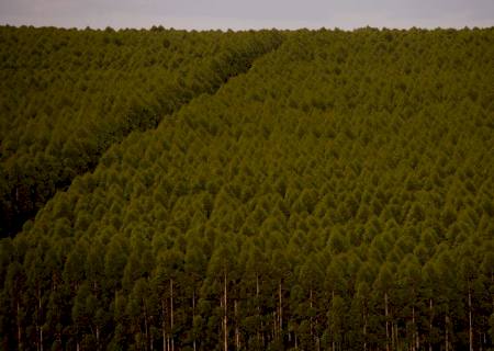 Florestas plantadas no Brasil somam 9,3 milhões de hectares em 2020