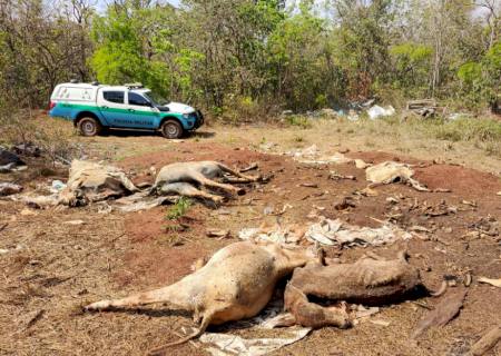 Paranaense é autuada por erosões assoreando córrego e por descarte de gado morto em MS