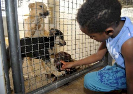 Publicada lei que proíbe sacrifício de animais pelas zoonoses