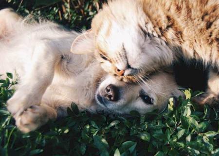 Variante da Covid-19 é detectada em cães e gatos com suspeita de miocardite