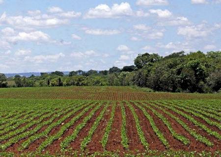Plantio da soja se aproxima do final e confirma expectativa de área maior nesse ano