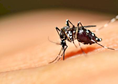 Ministério lança campanha de combate ao mosquito da dengue