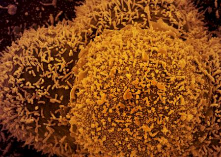 Anvisa: dois casos da variante Ômicron são identificados no Brasil