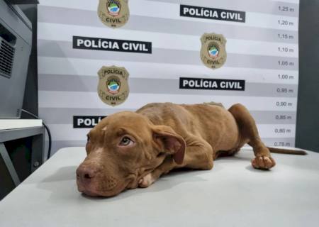 Polícia Civil recupera filhote de pitbull subtraído de residência familiar