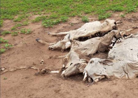 Pecuarista é multado em R$ 79 mil por deixar gado sem alimento em MS