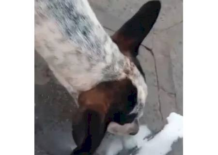 Vídeo: Estudante é multado em R$ 1 mil por embriagar cachorro com cerveja em MS