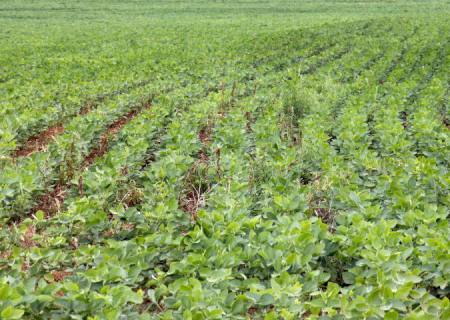 Prazo para registro da área plantada com soja em Mato Grosso do Sul termina dia 10 de janeiro