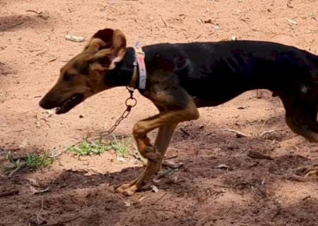 Polícia Ambiental autua infrator em R$ 6 mil por maus tratos a seis cães em Amambai