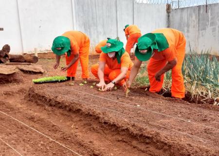 Parceria entre Agepen e Senar leva capacitação profissional em horticultura a reeducandos de Nova Andradina