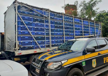 Em meio a caixas de aves, PRF descobre 4,3 toneladas de maconha em Selvíria