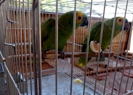 Polícia Militar Ambiental recolhe dois papagaios em Amambai