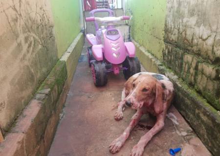 Infrator é autuado por maus tratos ao deixar cachorros confinados juntos e um pitbull atacou e feriu outro cão