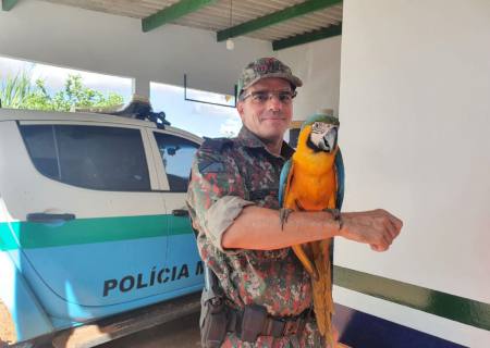 Polícia Ambiental resgata Arara Canindé vítima de atropelamento em São Gabriel do Oeste