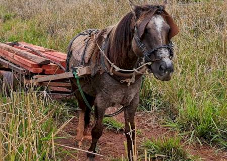 PMA surpreende homens retirando madeira de reserva legal em Itaquiraí