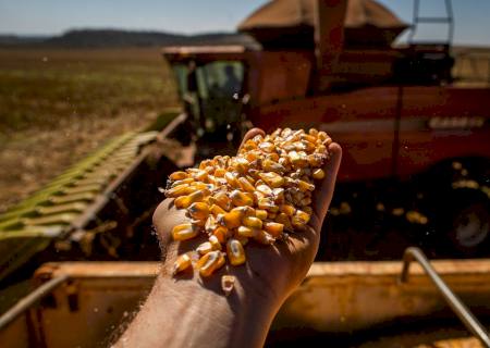 Custo de produção do milho sobe 150% em Mato Grosso do Sul