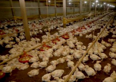 Avicultura de MS produz 4,65 milhões de toneladas de carne por ano e quer ampliar competitividade