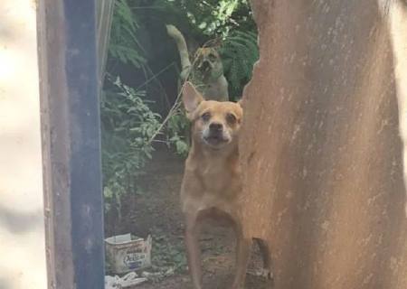 Polícia Civil resgata cães em situação de abandono em Corumbá