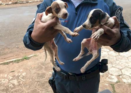 Estudante é multado em R$ 6 mil por abandono de seis cachorros em Chapadão do Sul