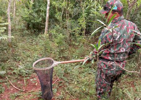 Polícia Ambiental de Batayporã captura cutia em residência na cidade de Angélica e a solta em seu habitat