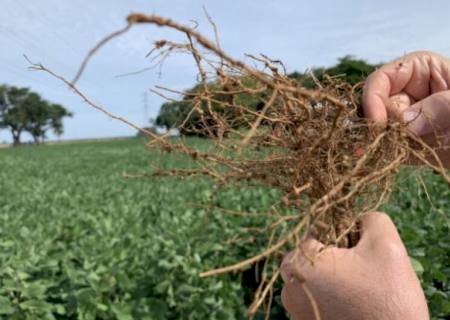 Descargas elétricas reduzem em 90% a população de nematoides na soja